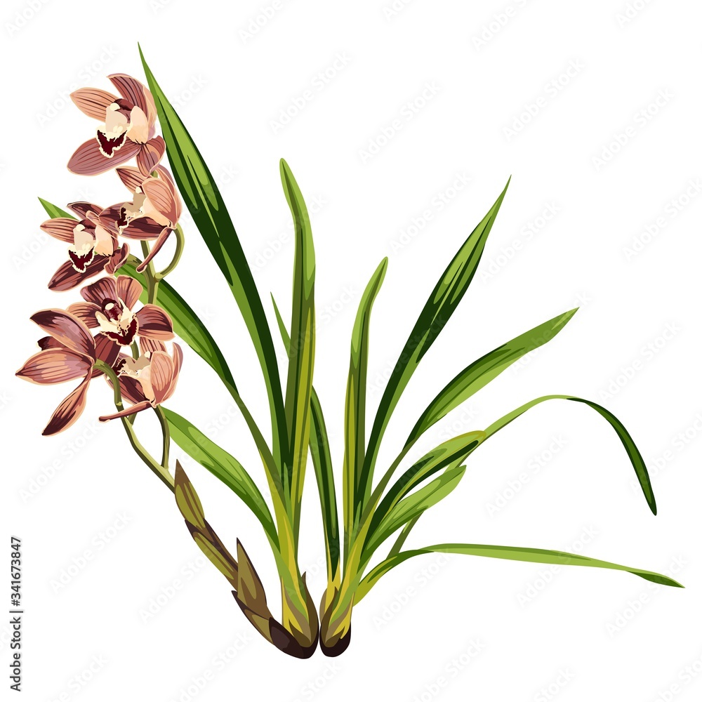 Fototapeta premium Brown orchid exotic tropical flower inflorescence isolated on white background. Flowering plant with buds, stem, roots, green leaves. Detailed realistic design illustration.