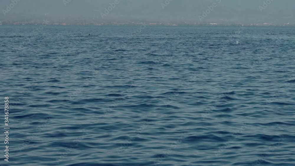 Stenellalongirostris dolphins jumping out of the water Stenellalongirostris dolphins jumping out of the water