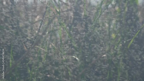 tons of mosquitoes in grass