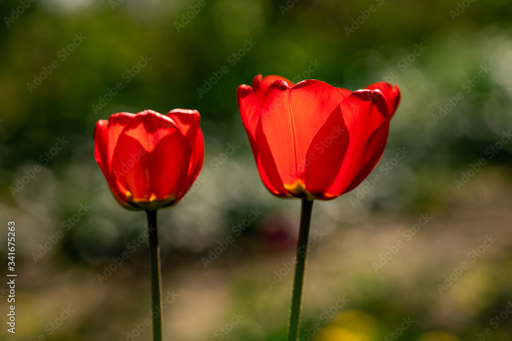 beautiful colorful tulip in the garden park beautiful colorful tulip in the garden park