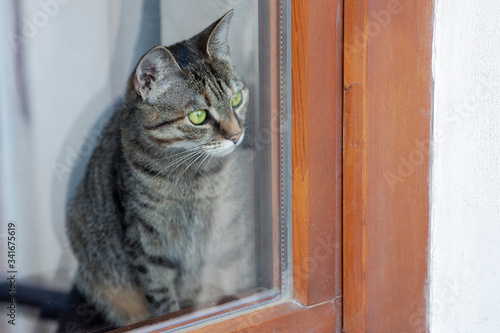 Short-haired cat of tebby colour with green eyes looks through the window at the street, sad expression. Animals in our home. Close up, indoors, copy space.