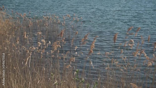 Lake shore with reeds
