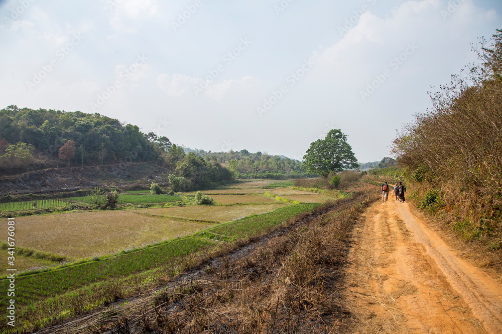 Pyin Oo Lwin, Myanmar »; Spring 2018: Trails between crops in Pyin Oo Lwin
