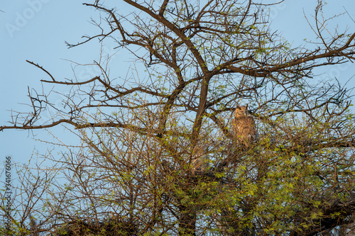 Dusky eagle owl or Bubo coromandus at keoladeo national park or bharatpur bird sanctuary, rajasthan, india photo