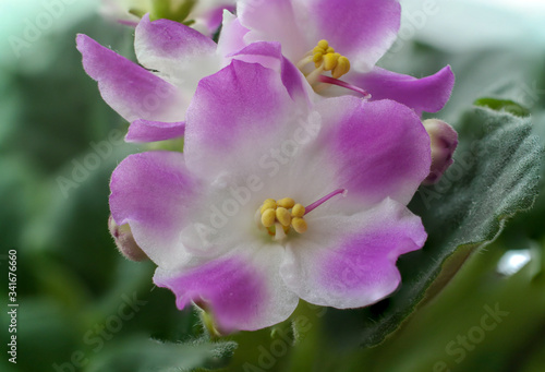 pink white african violet flower