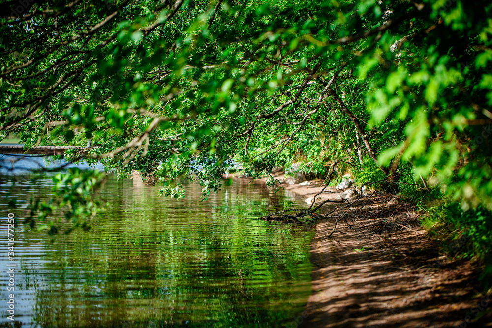 branches with green leaves over the river water branches with green leaves over the river water