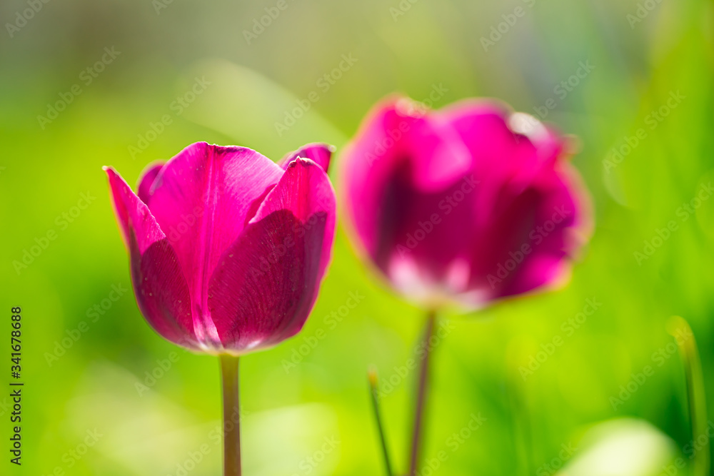 beautiful colorful tulip in the garden park beautiful colorful tulip in the garden park