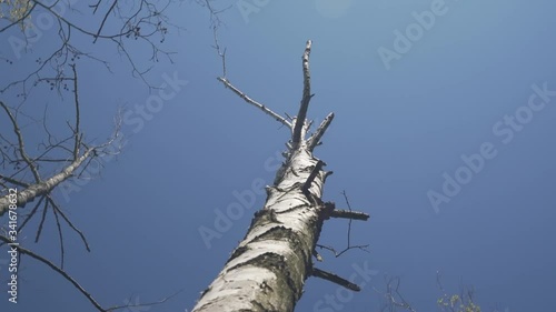 dead tree trunk