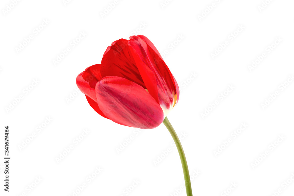 tulip flower on a white background isolated tulip flower on a white background isolated