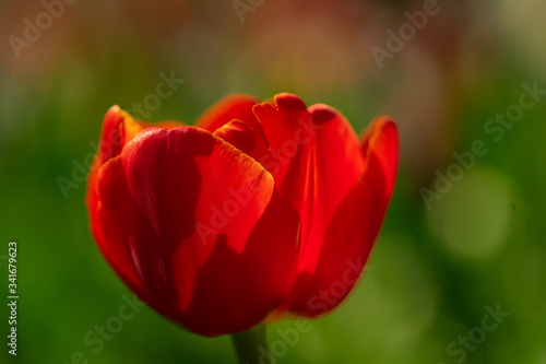 beautiful colorful tulip in the garden park