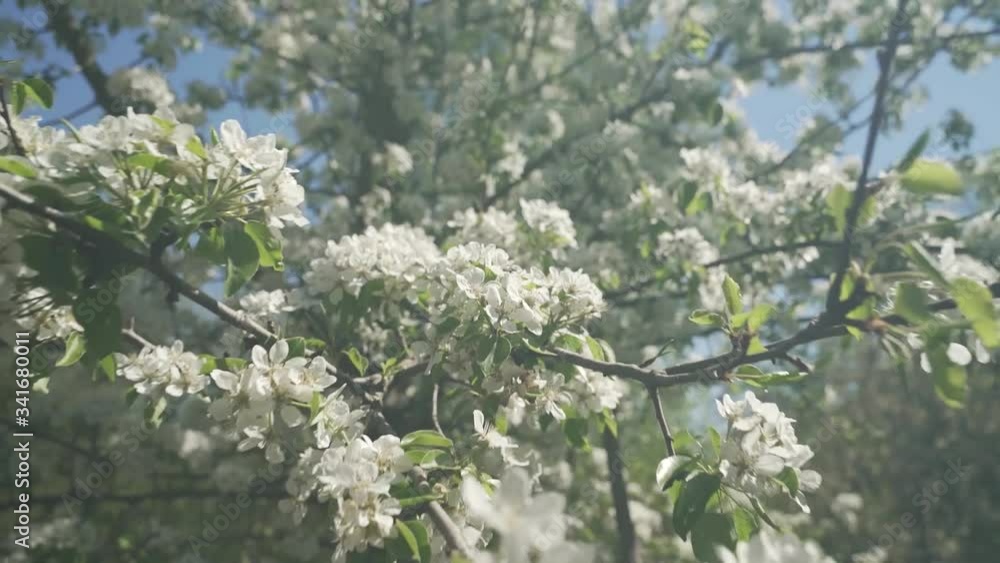 blooming cherry tree blooming cherry tree