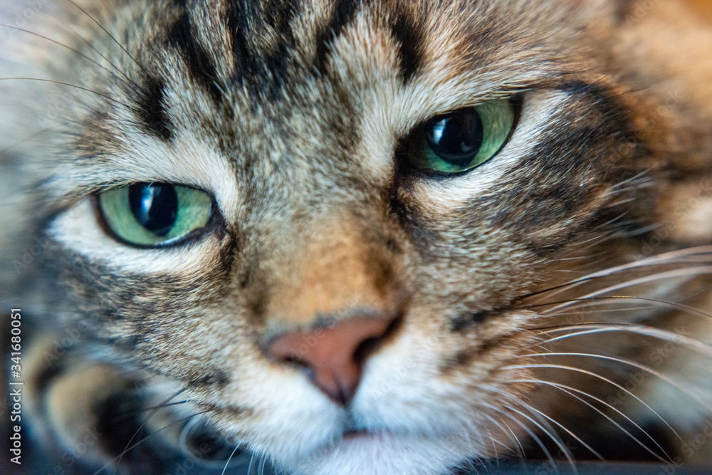 Cat Girl with Green Eyes Close Up. Breed of cat Norsk Skogkatt also Skogkatter and Skovkatter or Wegie Cat Girl with Green Eyes Close Up. Breed of cat Norsk Skogkatt also Skogkatter and Skovkatter or Wegie