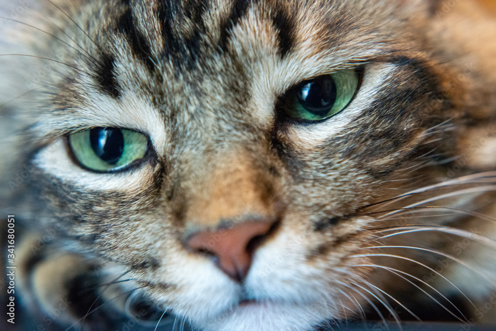 Cat Girl with Green Eyes Close Up. Breed of cat Norsk Skogkatt also Skogkatter and Skovkatter or Wegie