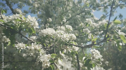 blooming cherry tree