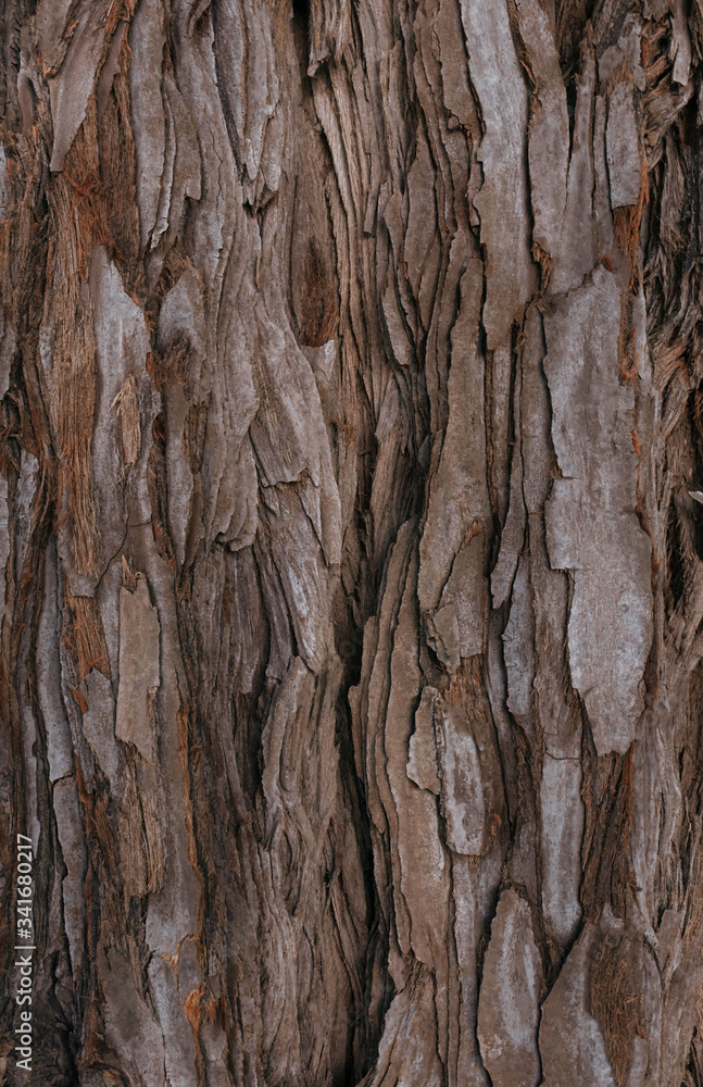 The textured bark of a young coastal redwood. Sequoia bark natural background. Close-up. The textured bark of a young coastal redwood. Sequoia bark natural background. Close-up.