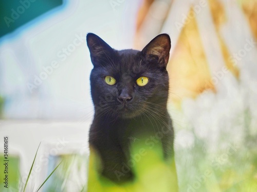Black Cat in a Garden