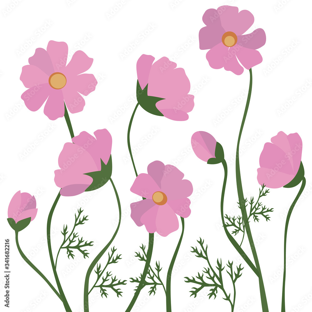 Wildflowers and pink cosmos flowers on a white background.