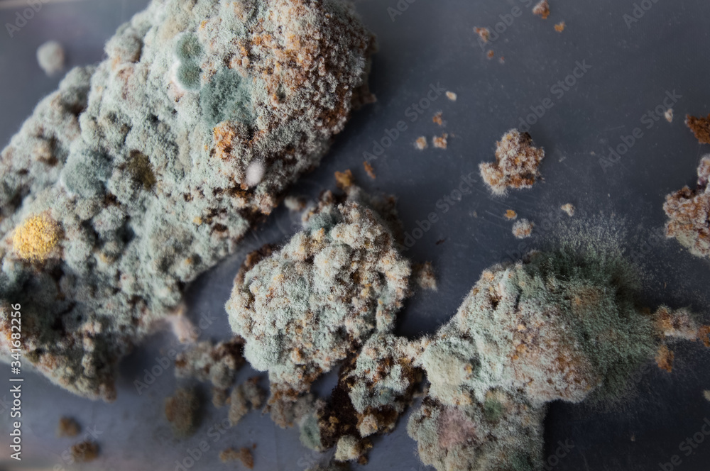 Mouldy banana bread. Rotten food. Yellow, green, blue mold. Inedible mildew bread.