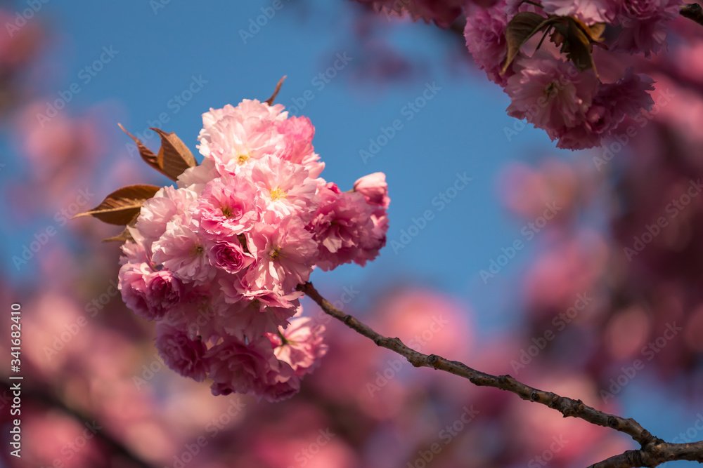 Pink cherry blossoms in spring
