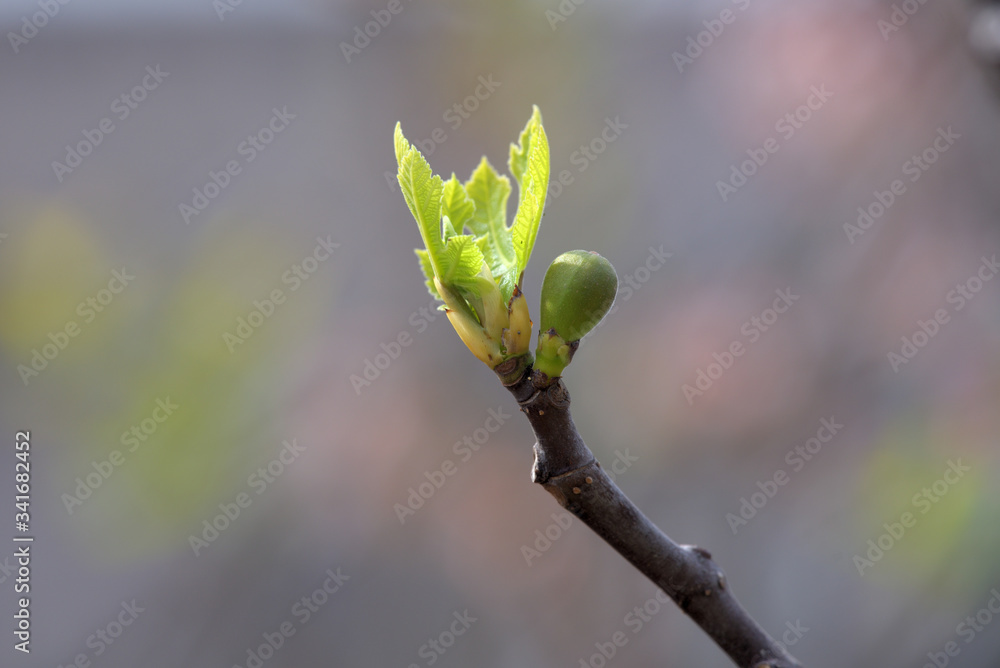 Young fruits of fig, on the branch Young fruits of fig, on the branch