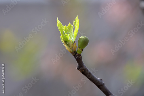 Young fruits of fig, on the branch