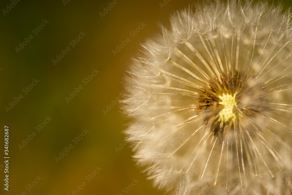 Obraz premium close up on a dandelion in nature