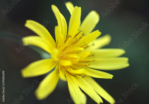 natural yellow spring blossom macro