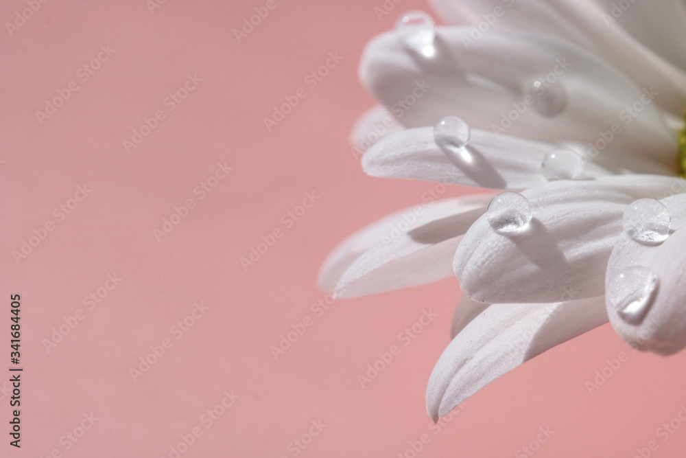 Fototapeta premium dew on the leaves of chrysanthemum macro