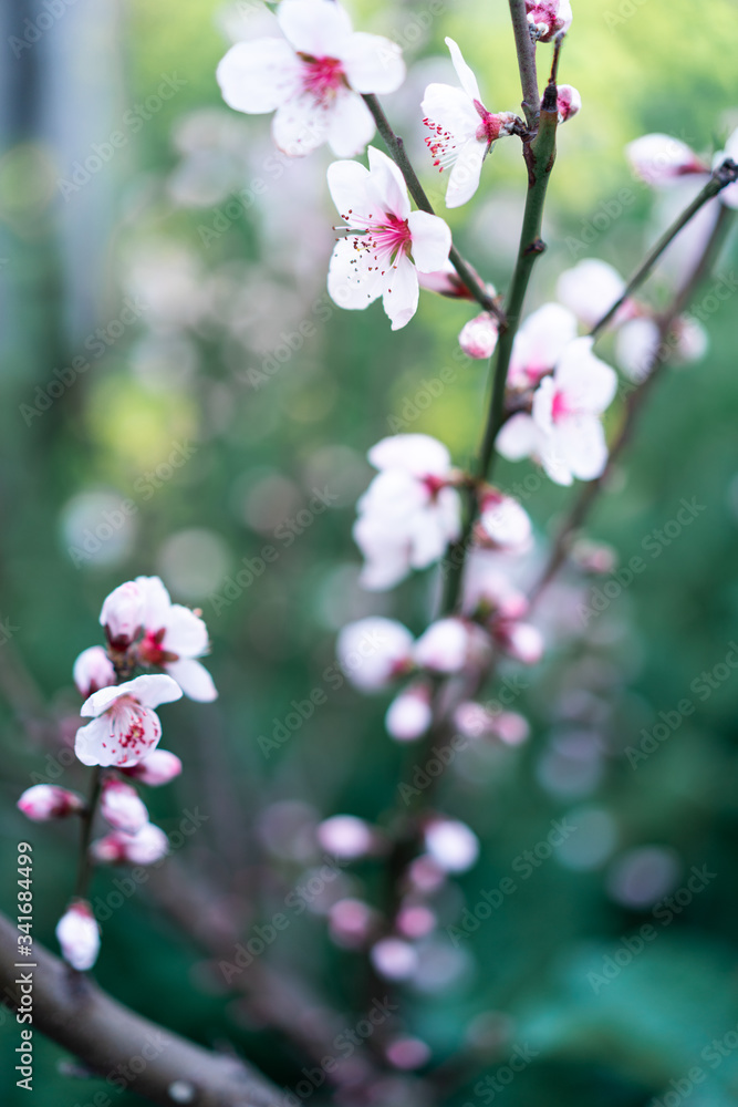 Pink peach blossom in spring Pink peach blossom in spring