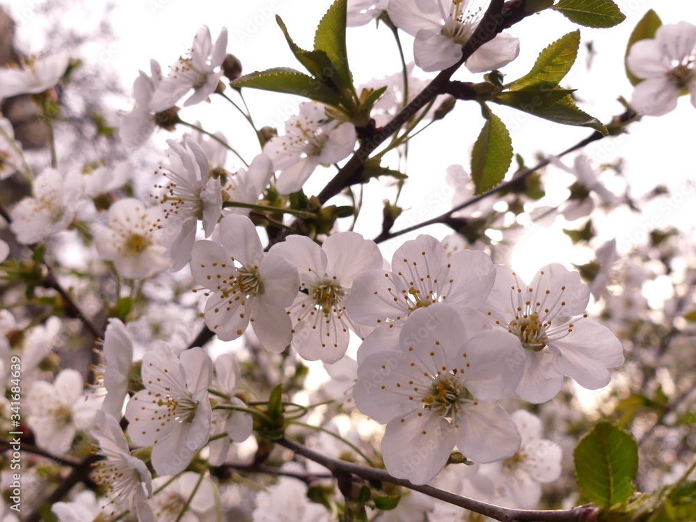 Blooming fruit trees - one of the symbols of spring in Europe