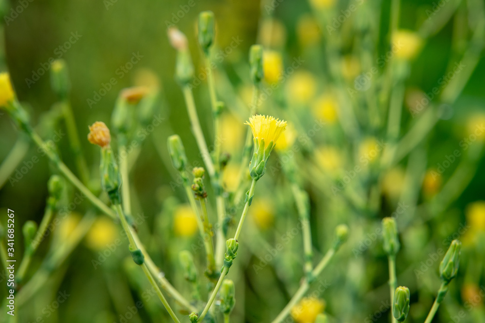 Fototapeta premium Green bushes with yellow flowers