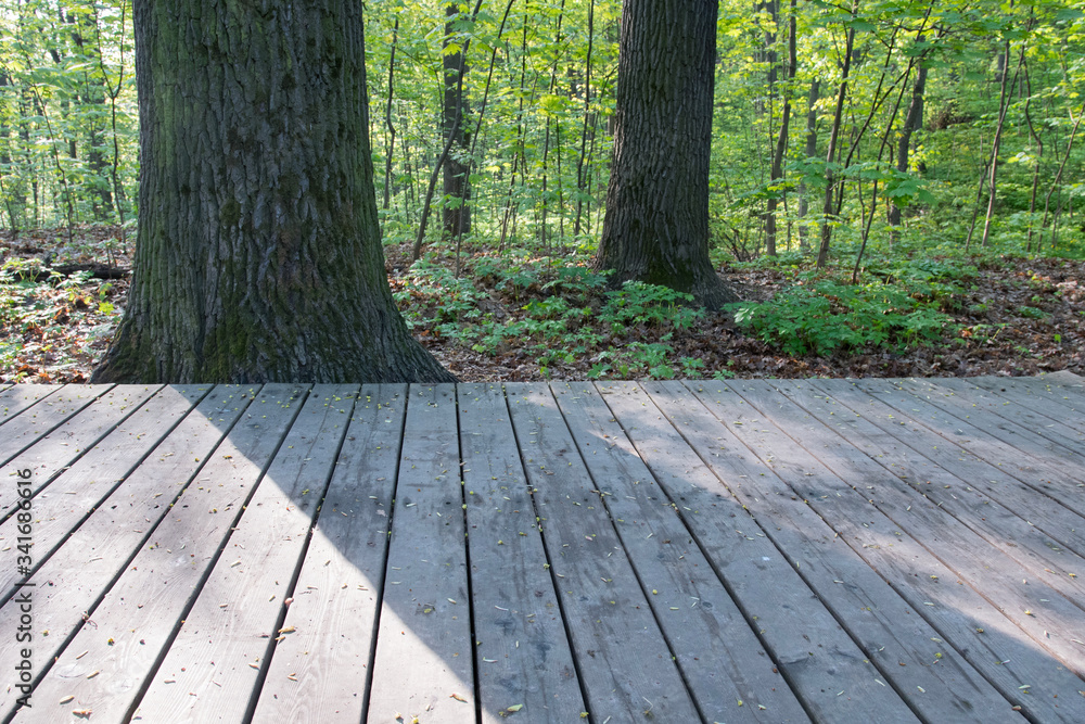 Wooden walking path in the city park. Vorobyovy Gory, Moscow, Russia. Wooden walking path in the city park. Vorobyovy Gory, Moscow, Russia.