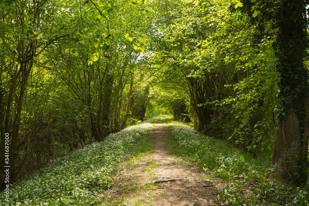 Fototapeta premium Bärlauchblüte in den Rheinauen im Elsass