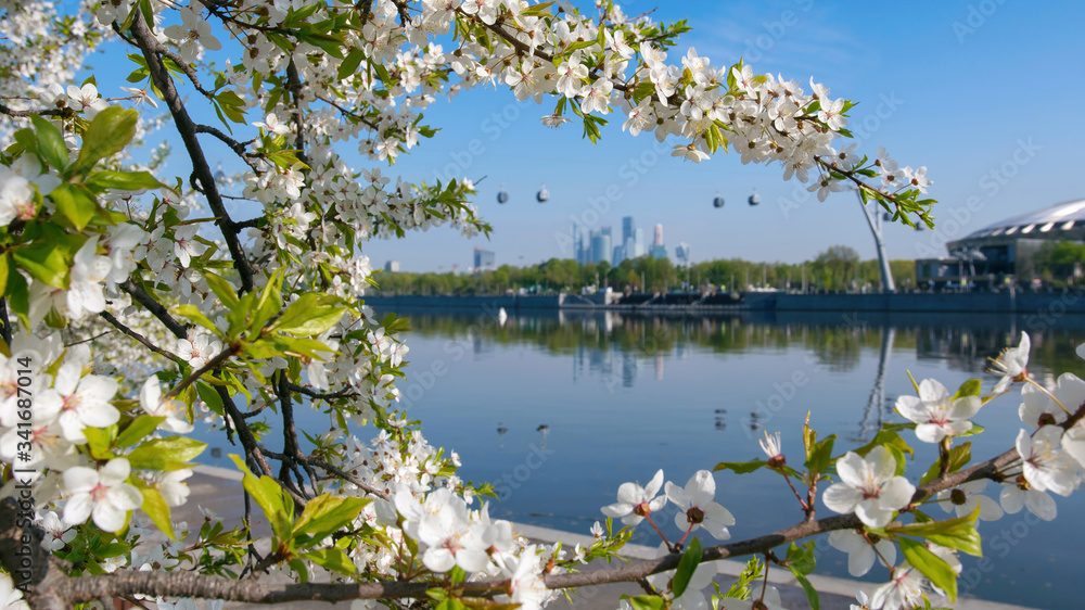 Spring in Moscow. Blooming apple on the background of Moscow city and cable car above Moscow river. Spring in Moscow. Blooming apple on the background of Moscow city and cable car above Moscow river.