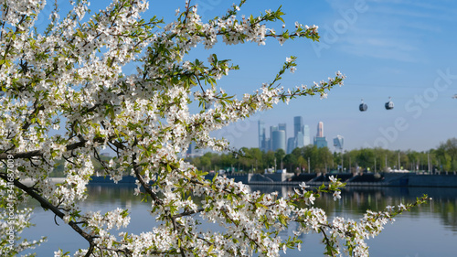 Spring in Moscow. Blooming apple on the background of Moscow city and cable car above Moscow river.