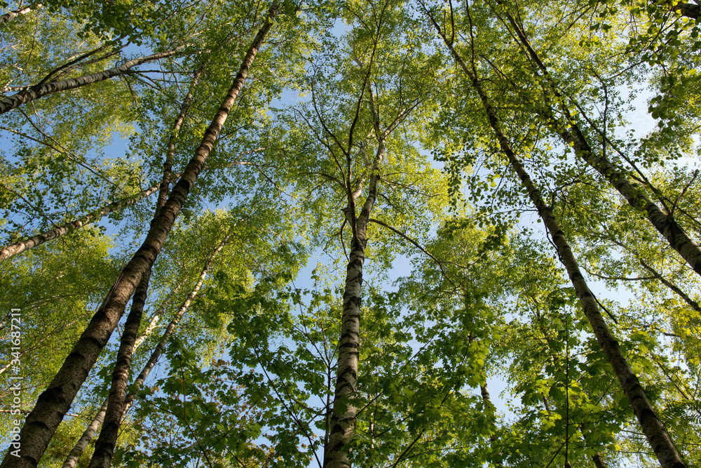 Spring forest on the background of blue sky. Spring forest on the background of blue sky.