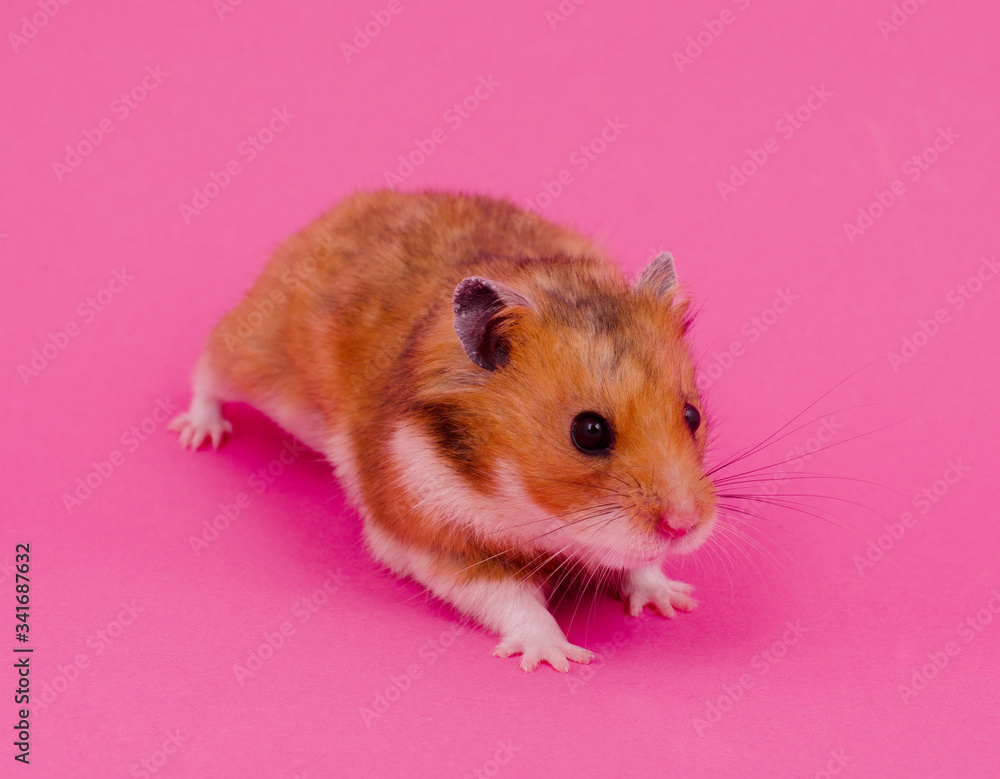 Cute little Syrian hamster on a pastel pink background (selective focus on the hamster eyes and nose)