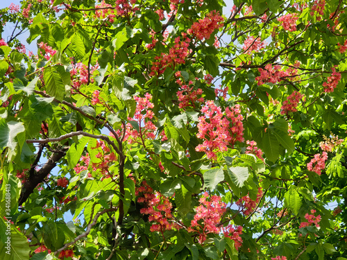 Tree with pink flowers Aesculus pavia ( aesculus carnea ) against the blue sky. photo