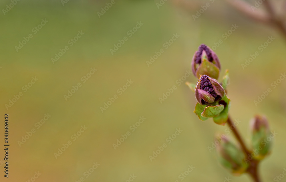 The first leaves and swollen buds of lilac in the spring. Lilac buds open in early spring. Natural background. Blurred bokeh. Green color. Purple lilac The first leaves and swollen buds of lilac in the spring. Lilac buds open in early spring. Natural background. Blurred bokeh. Green color. Purple lilac