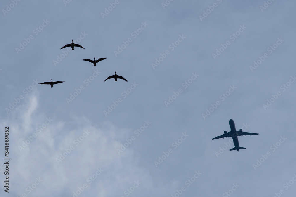 Who is faster? Plane or geese? Passenger plane and flock of geese in the blue sky. Who is faster? Plane or geese? Passenger plane and flock of geese in the blue sky.