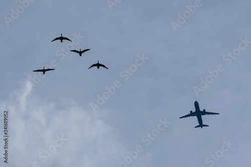 Who is faster? Plane or geese? Passenger plane and flock of geese in the blue sky.