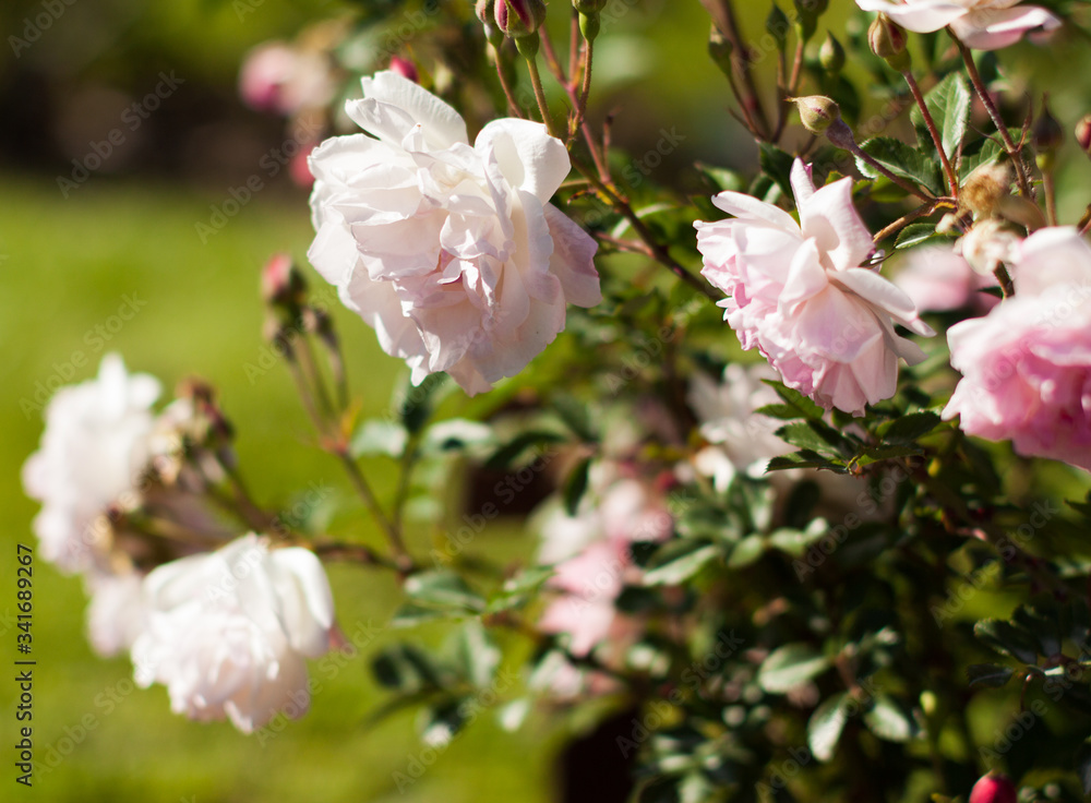 blooming white rose flower buds in the garden blooming white rose flower buds in the garden