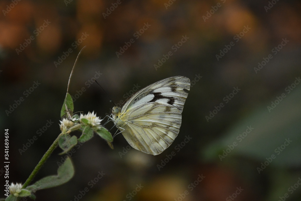 Obraz premium butterfly on a flower