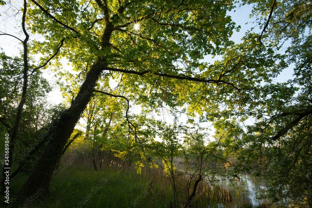 Obraz premium Frühlingsmorgen in den Rheinauen bei Rhinau