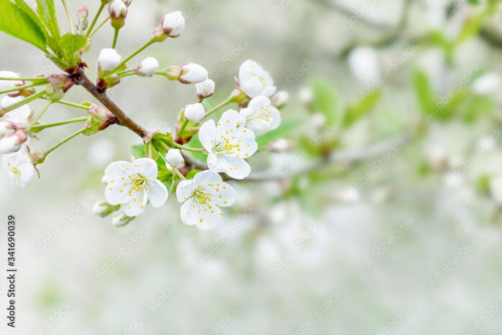 Flowering cherry closeup. Bright photo with copy space. Template for beautiful spring cards.