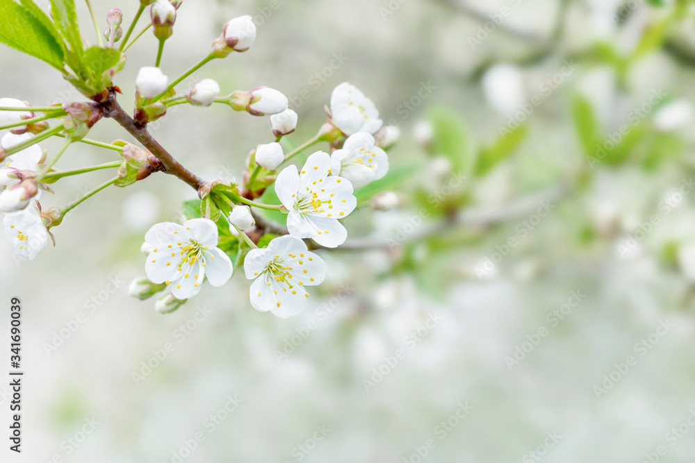 Flowering cherry closeup. Bright photo with copy space. Template for beautiful spring cards. Flowering cherry closeup. Bright photo with copy space. Template for beautiful spring cards.