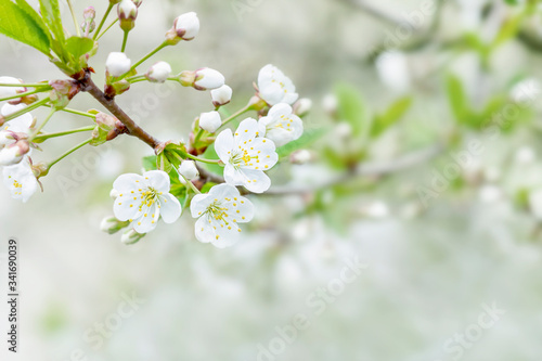 Flowering cherry closeup. Bright photo with copy space. Template for beautiful spring cards.