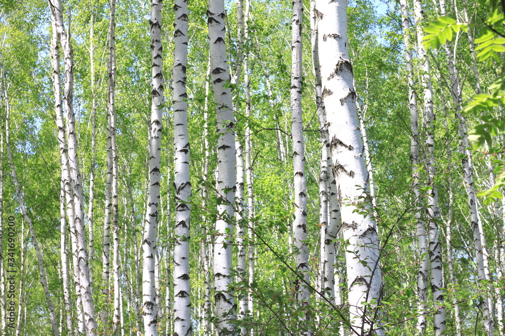 Fototapeta premium Beautiful birch trees with white birch bark in birch grove with green birch leaves in summer