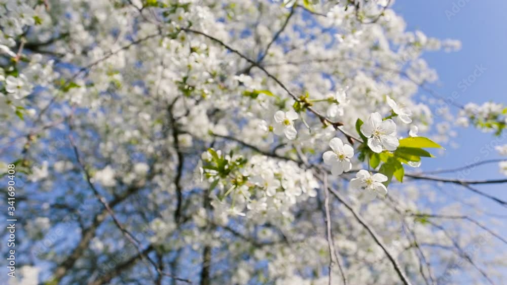 Honey bees and cherry tree in bloom. Bees are flying around a blossoming cherry tree and gather pollen Honey bees and cherry tree in bloom. Bees are flying around a blossoming cherry tree and gather pollen