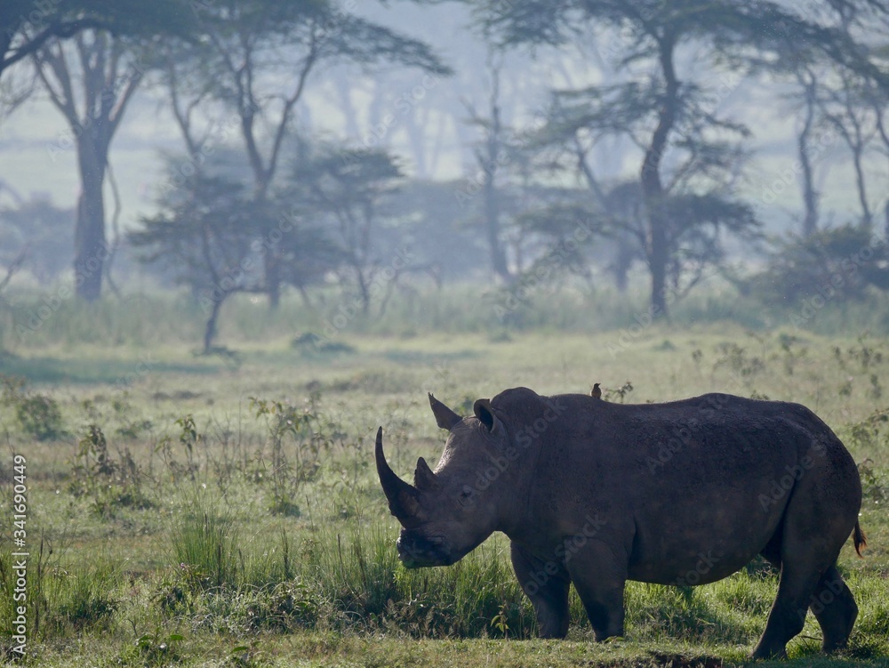 Fototapeta premium White Rhino in Lake Nakuru - Kenya
